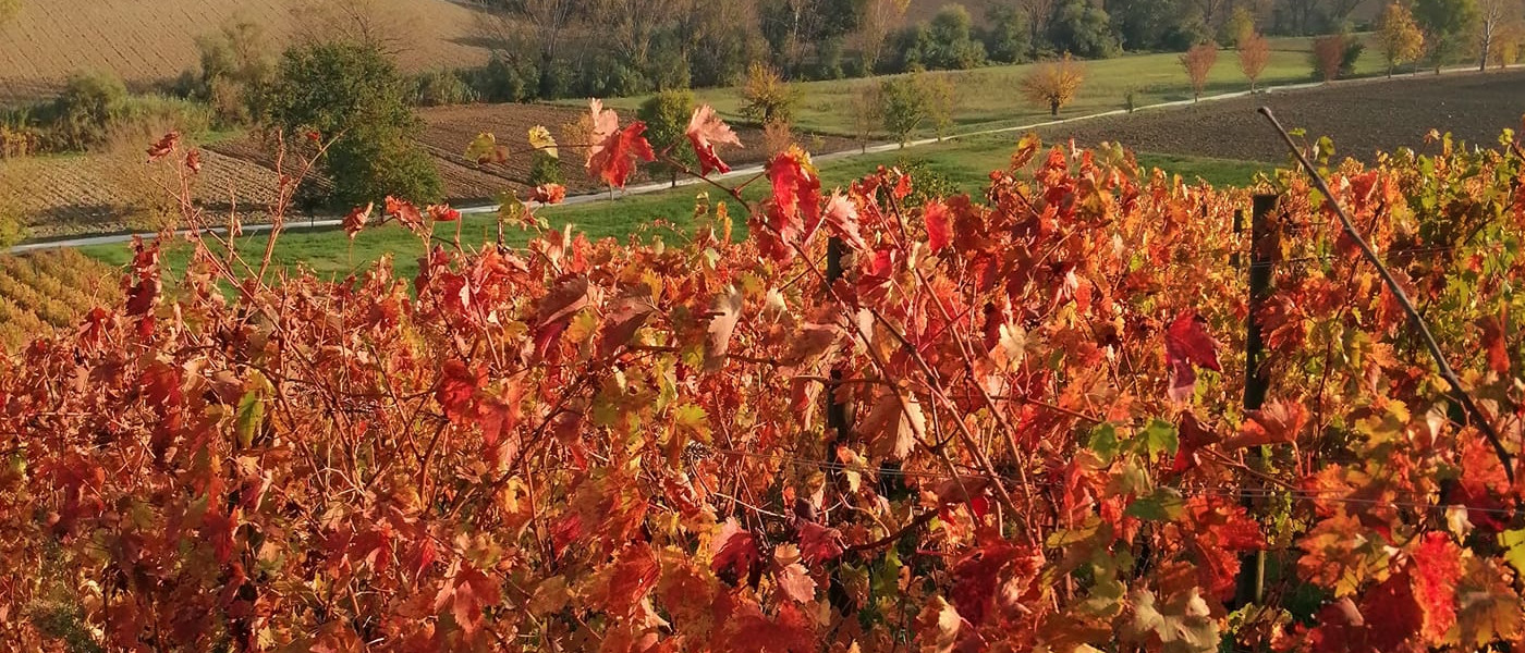 immagine Agriturismo Paradiso