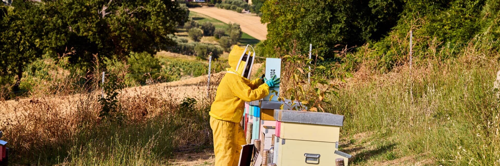 immagine Agape Beekeeping Company