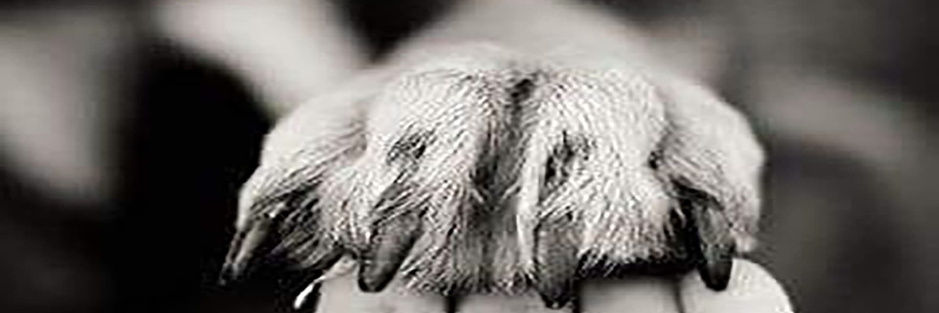 immagine Veterinary Clinic Dott.sa Dana Fiacchini
