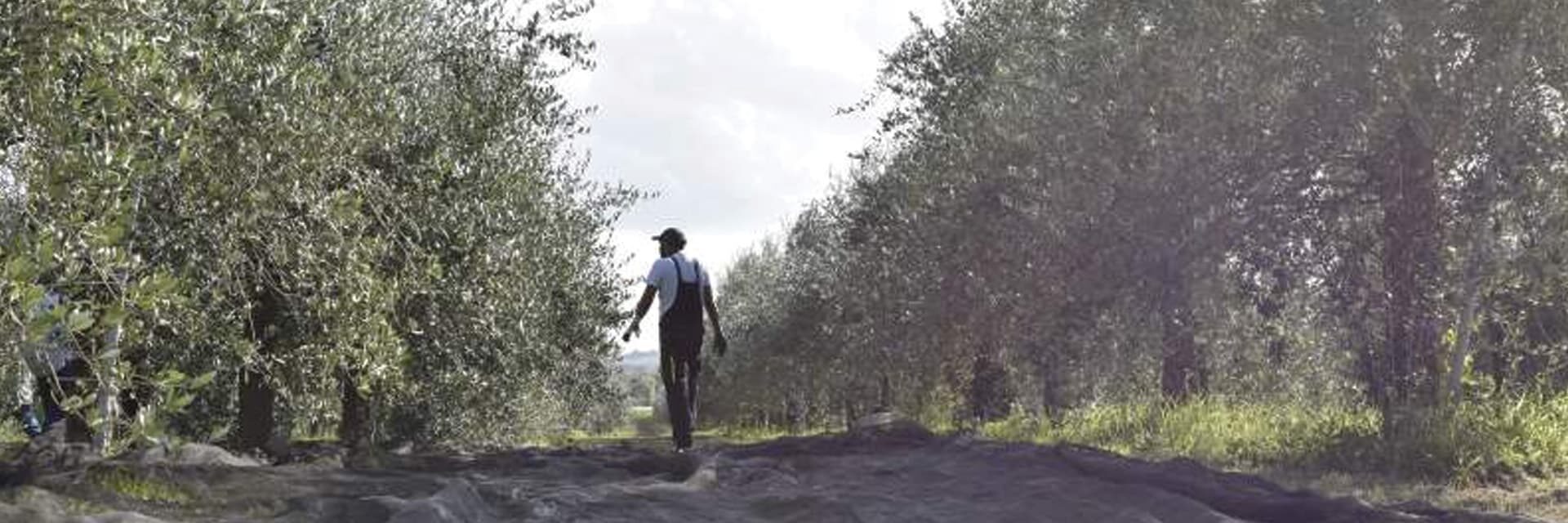 immagine Frantoio Morbidelli
